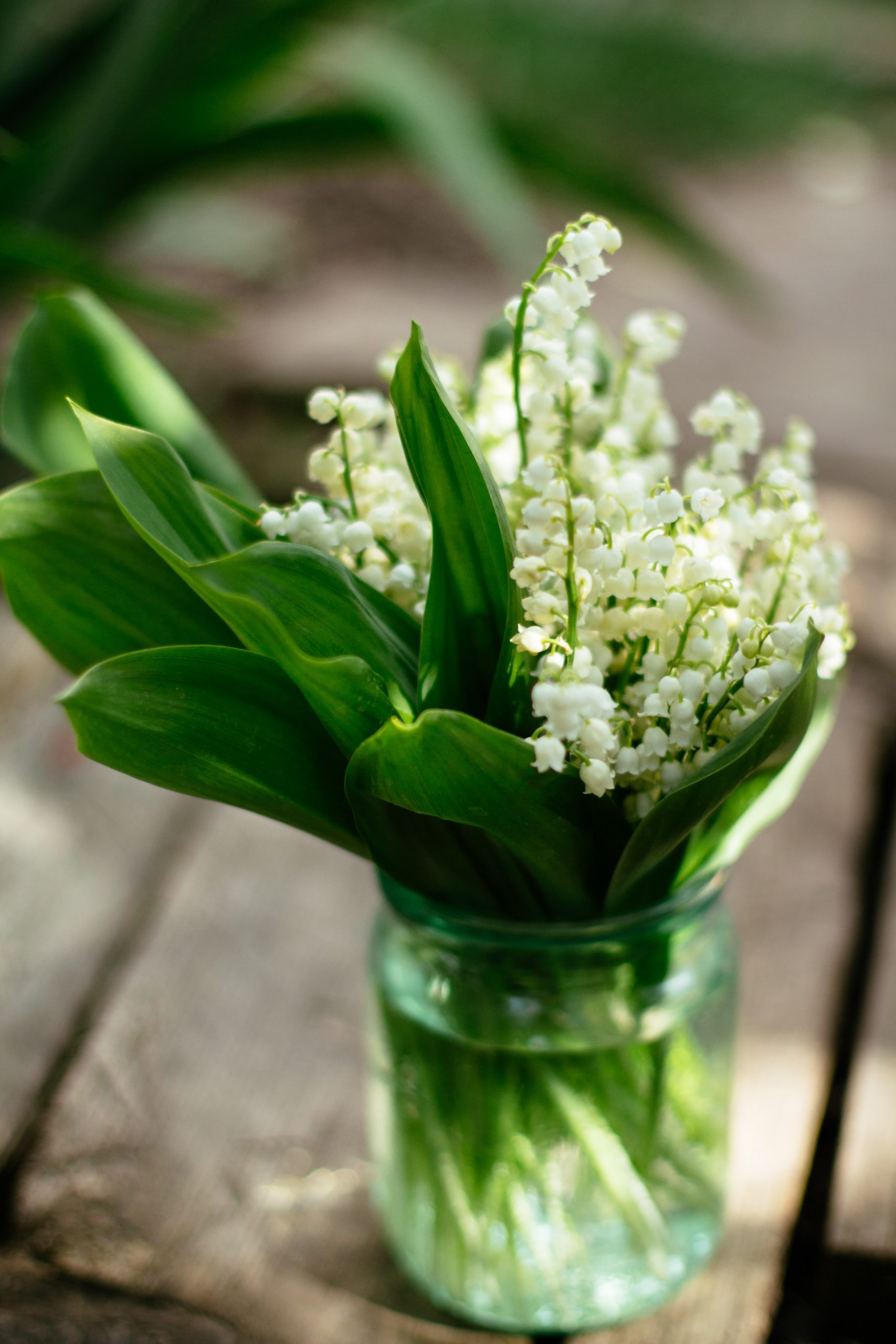 lily of the valley in a vase