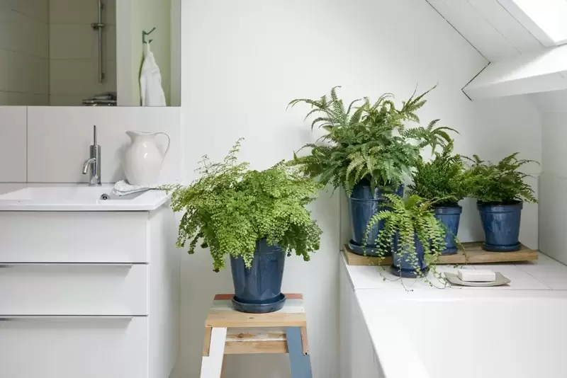 boston fern plants in the bathroom
