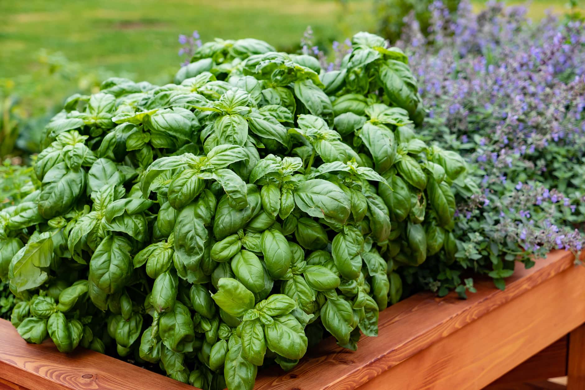 growing-basil-ultimate-gardening-guide-for-planting-and-caring