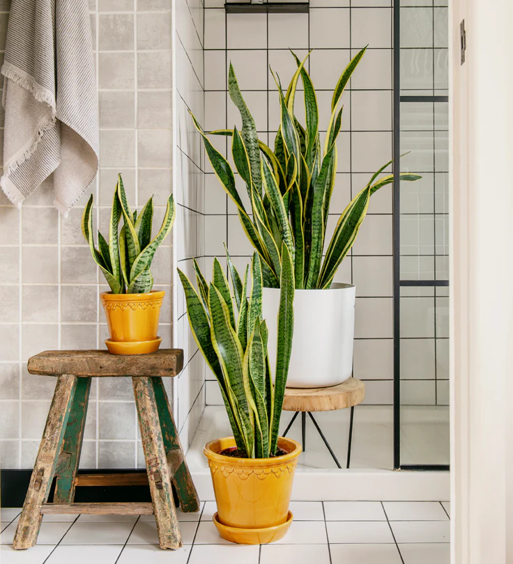 snake plants in the bathroom