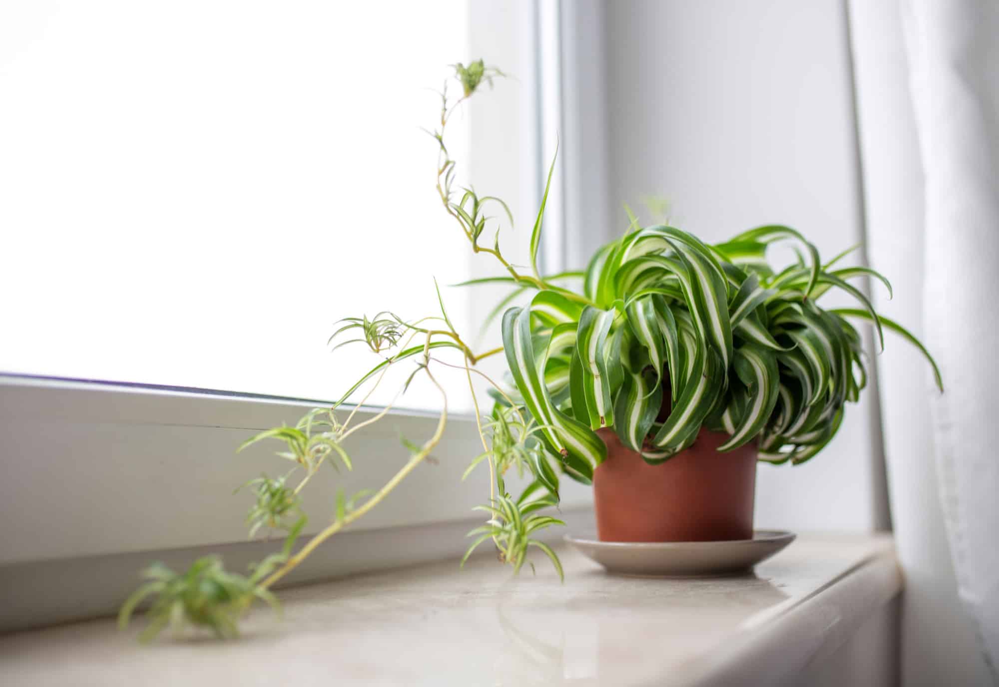 spider plant on the sill in the bathroom