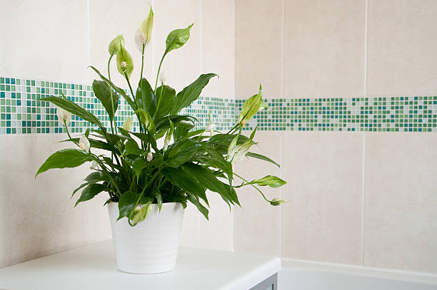 peace lily blooming in the bathroom