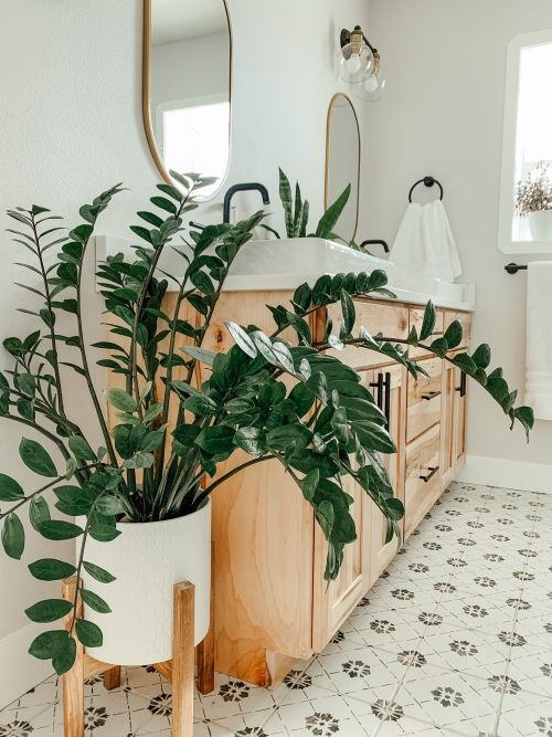 large zz plant in the bathroom thriving