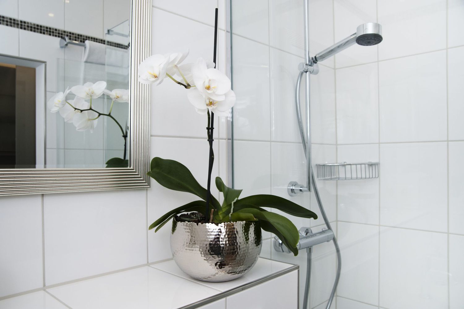 orchid plant in the bathroom