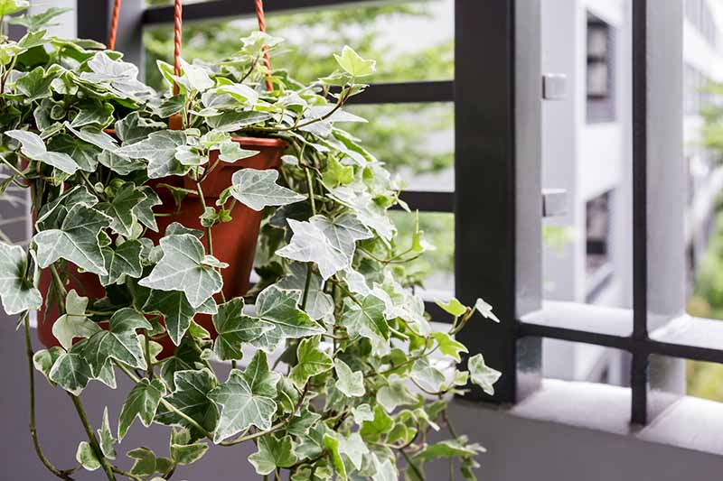 english ivy plant in the bathroom by the window