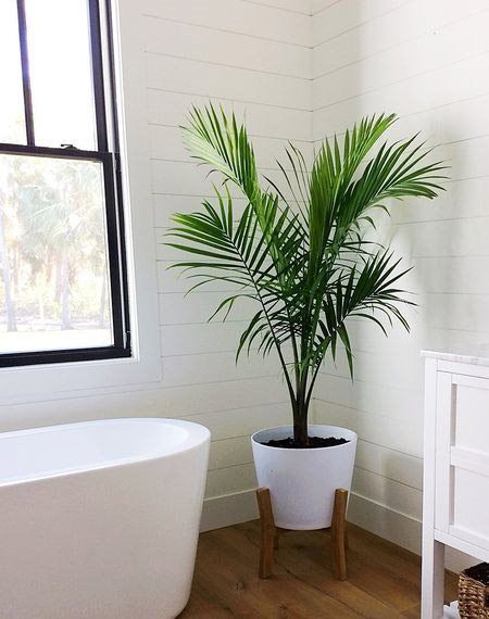 palms plant in bathroom
