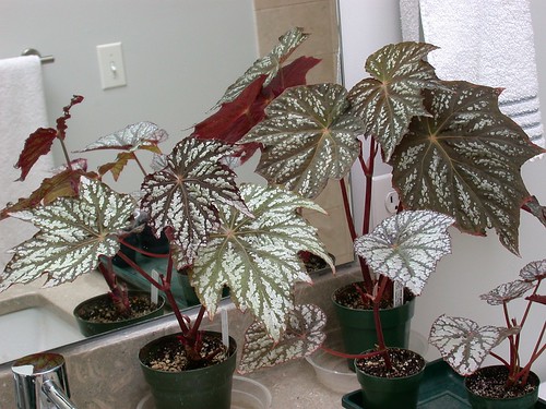 begonias plant in the bathroom