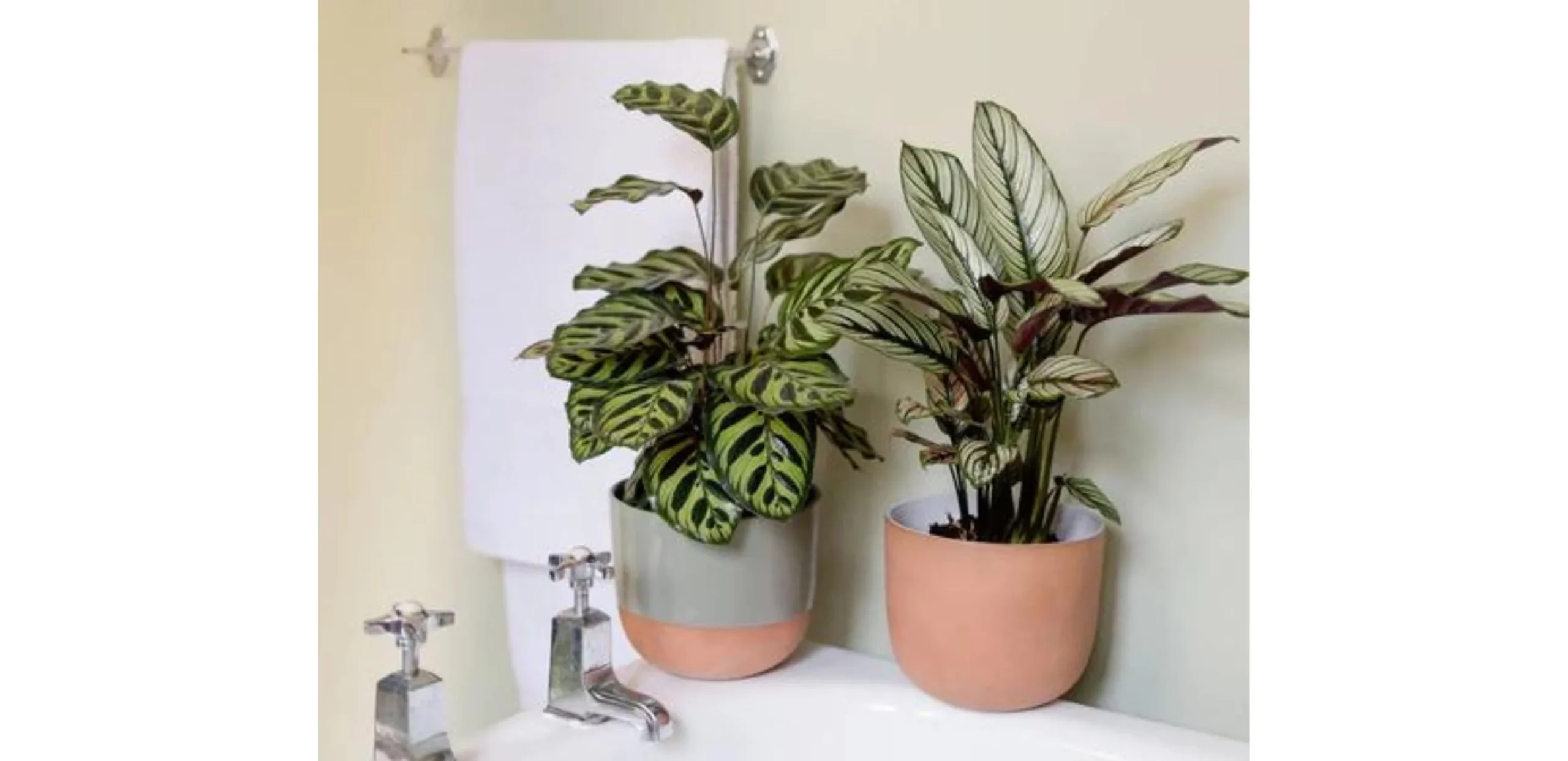 calathea plant in bathroom