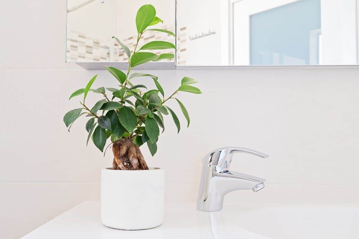 ficus rubber plant for bathroom