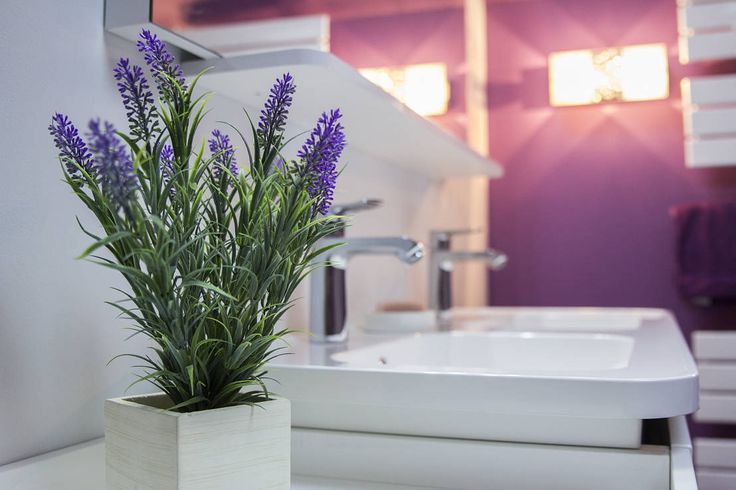 lavender growing plant in bathroom