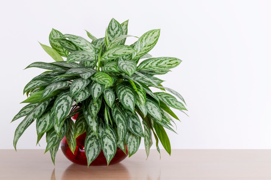 chinese evergreen plant for the bathroom