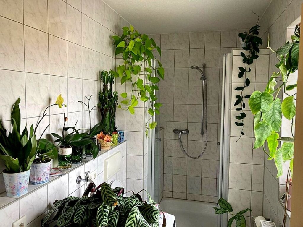 variety of bathroom plants helps absorb moisture