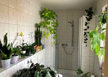 variety of bathroom plants helps absorb moisture
