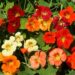 Growing Nasturtiums Jewels of the Garden