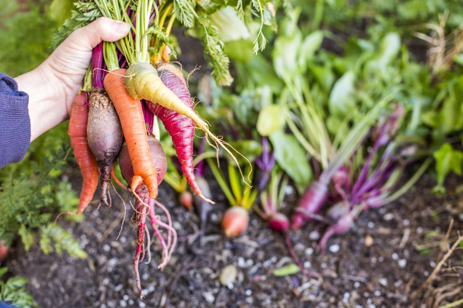 root vegetables for high fiber